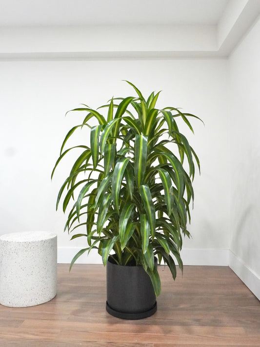 Dawn the Dracaena Hawaiian Sunshine Bush, XL