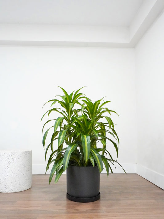 Dawn the Dracaena Hawaiian Sunshine, XL