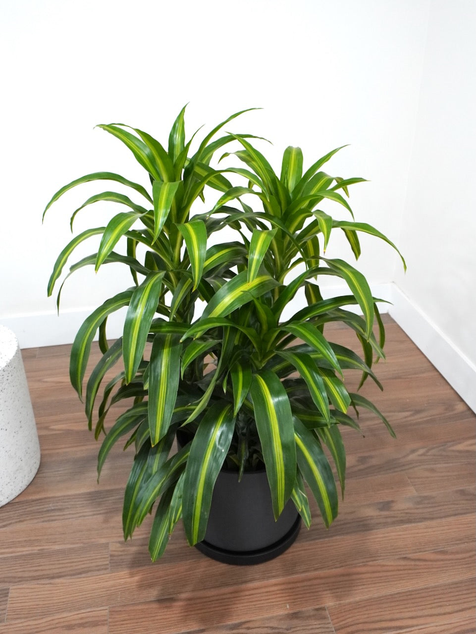 Dawn the Dracaena Hawaiian Sunshine, XL