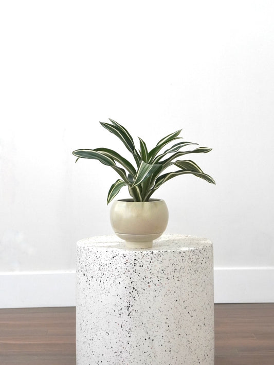 Warner the Dracaena 'Jade Jewel', Small