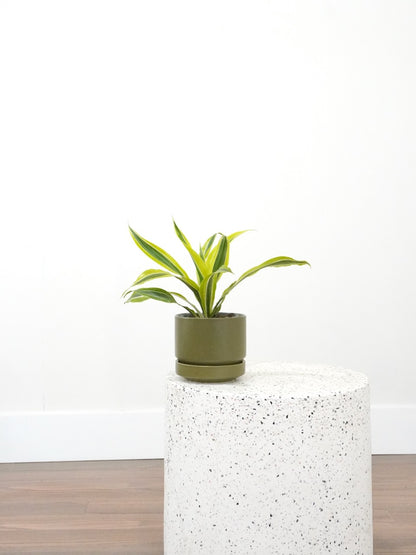 Warner the Dracaena Lemon-Lime, Small