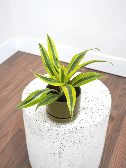 Warner the Dracaena Lemon-Lime, Small