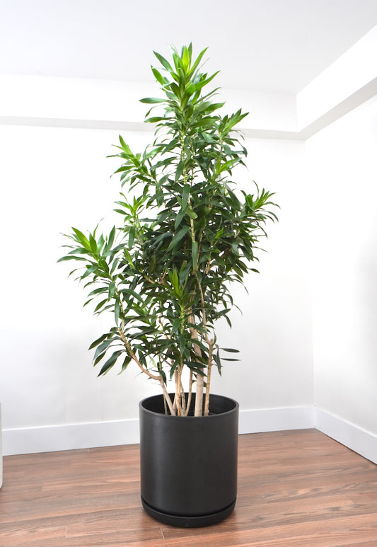 Delphyne the Dracaena Reflexa, XXL