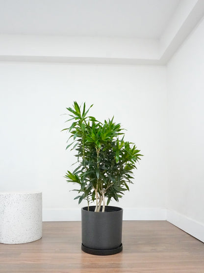 Delphyne the Dracaena Reflexa, XL