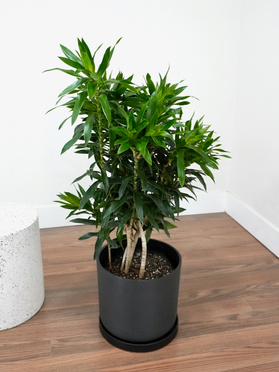 Delphyne the Dracaena Reflexa, XL