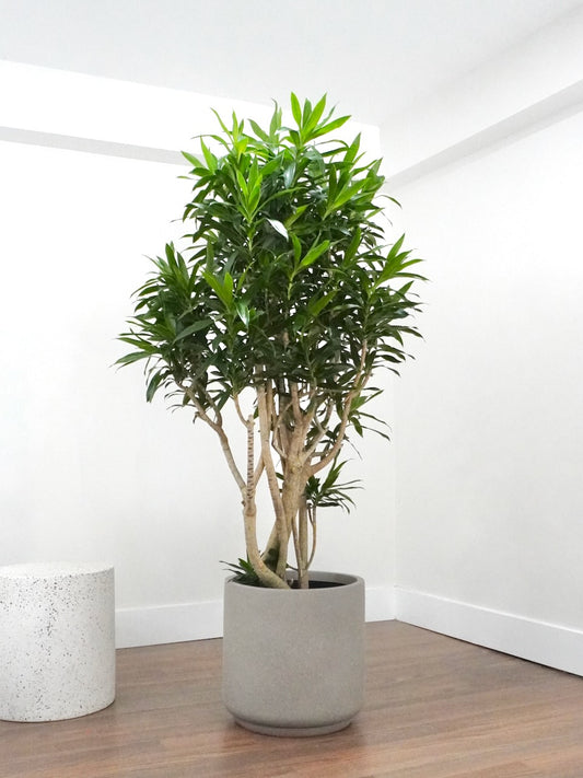 Delphyne the Dracaena Reflexa, XXL