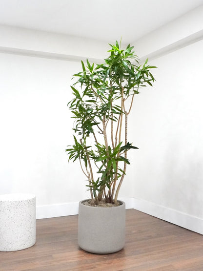 Delphyne the Dracaena Reflexa, XXL