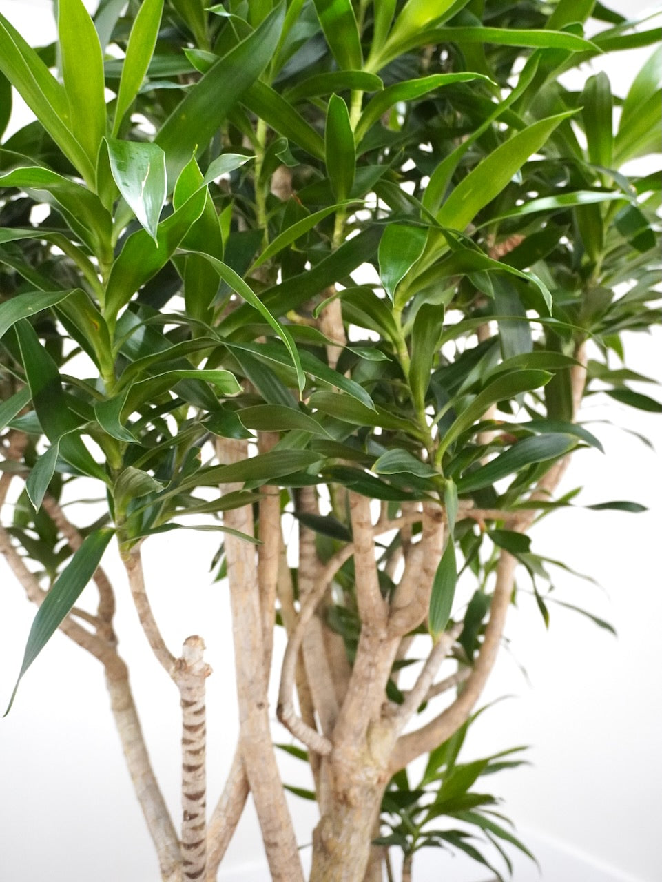 Delphyne the Dracaena Reflexa, XXL