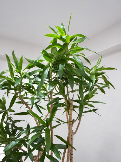 Delphyne the Dracaena Reflexa, XXL