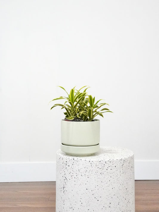 Sharook the Dracaena 'Song of India', Medium