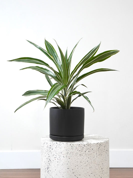 Warner the Dracaena 'Warneckii', Medium