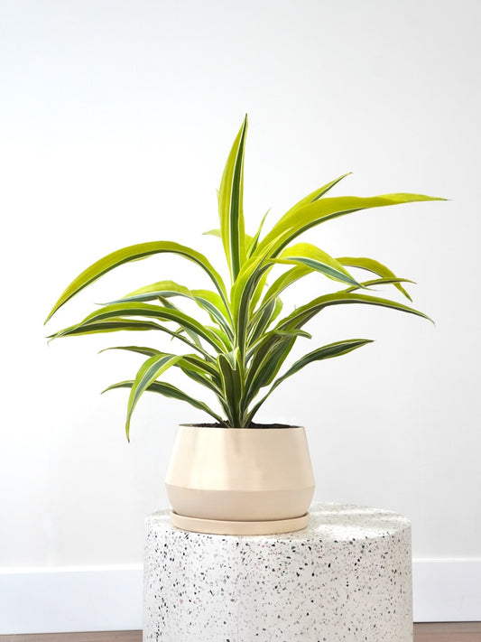 Warner the Dracaena 'Lemon-Lime', Medium