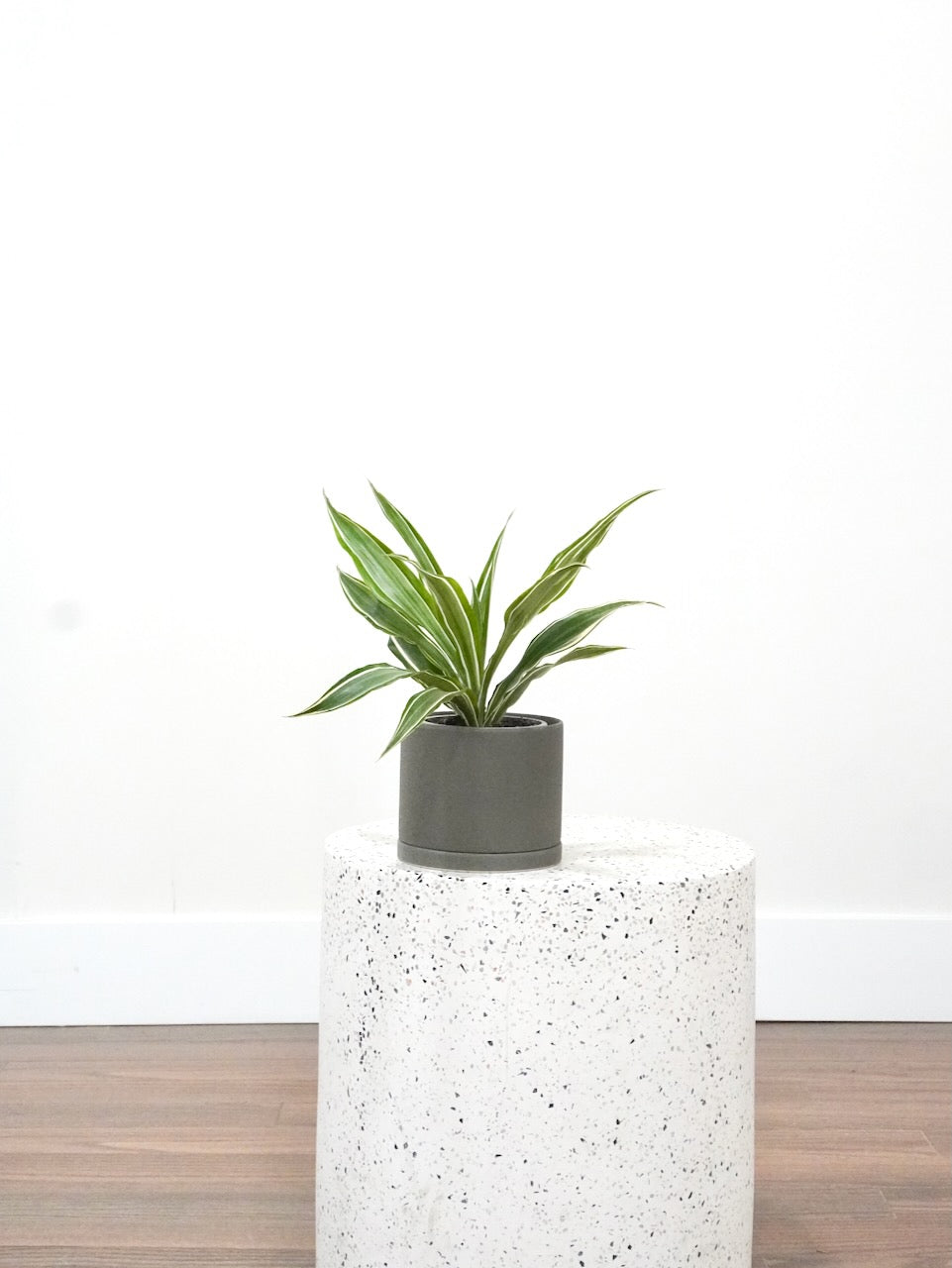 Warner the Dracaena Warneckii, Small