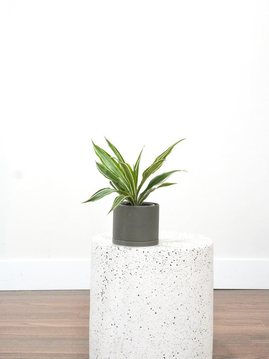 Warner the Dracaena Warneckii, Small