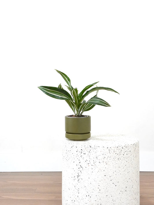 Warner the Dracaena Warneckii, Small