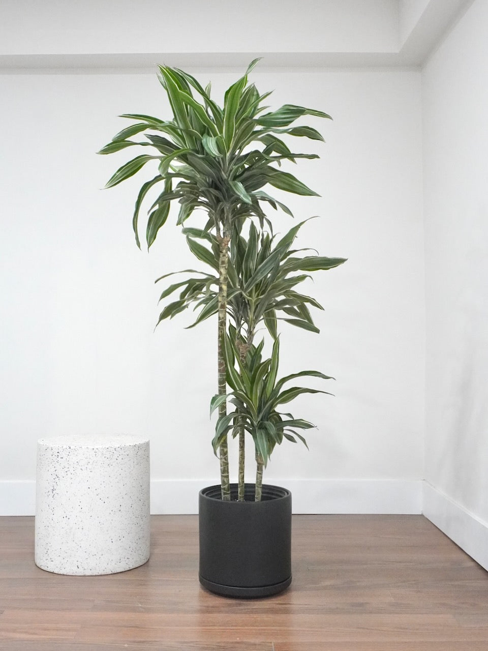 Warner the Dracaena Warneckii, XL Tall