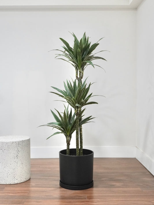 Warner the Dracaena Warneckii, XL Tall