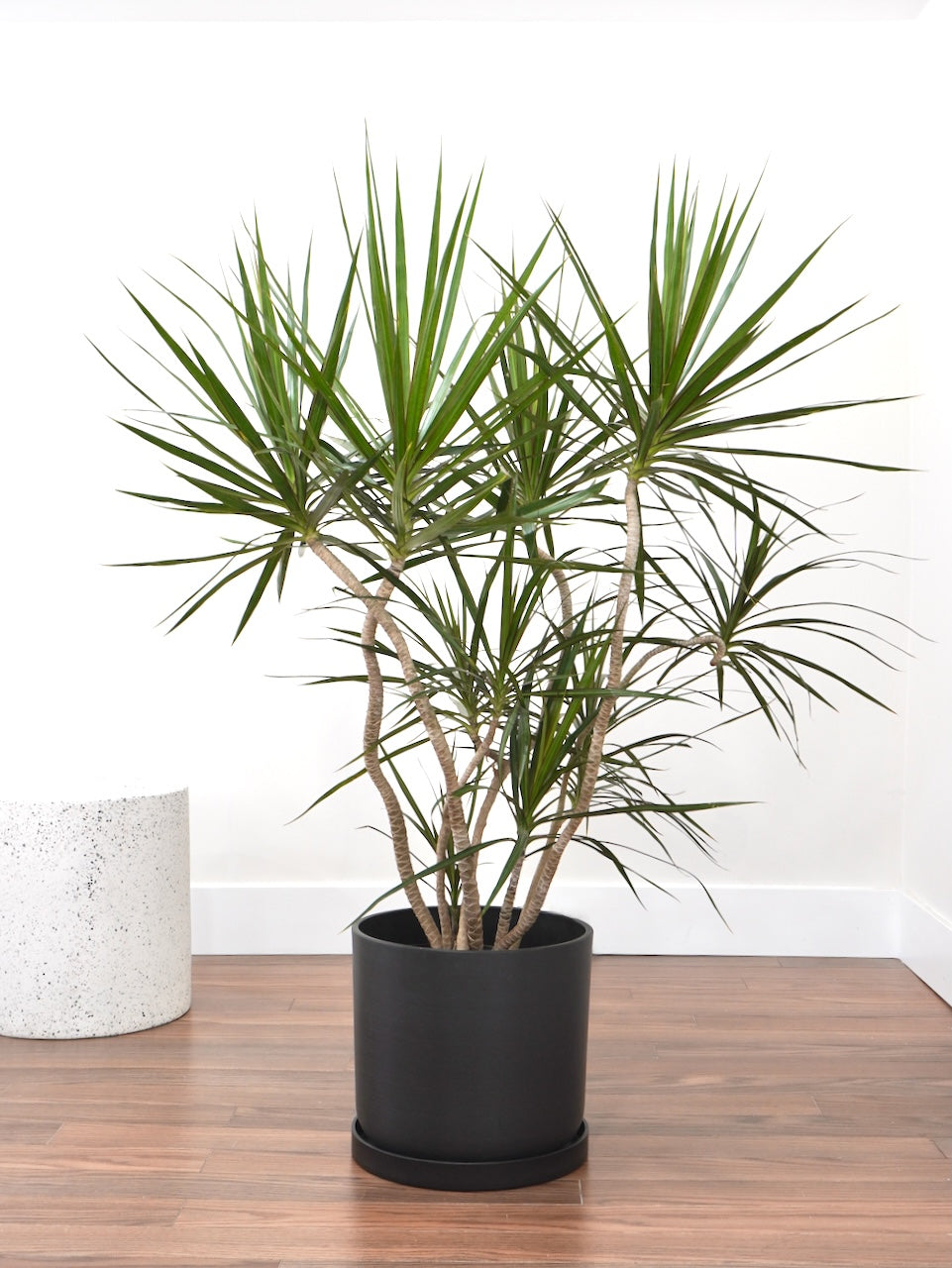 Puff the Dragon Tree 'Exotic', XL