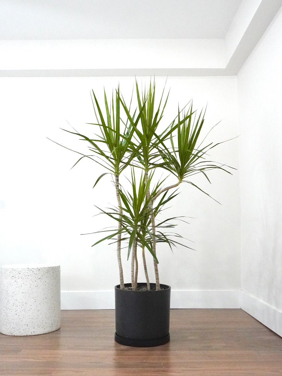 Puff the Dragon Tree 'Exotic', XL