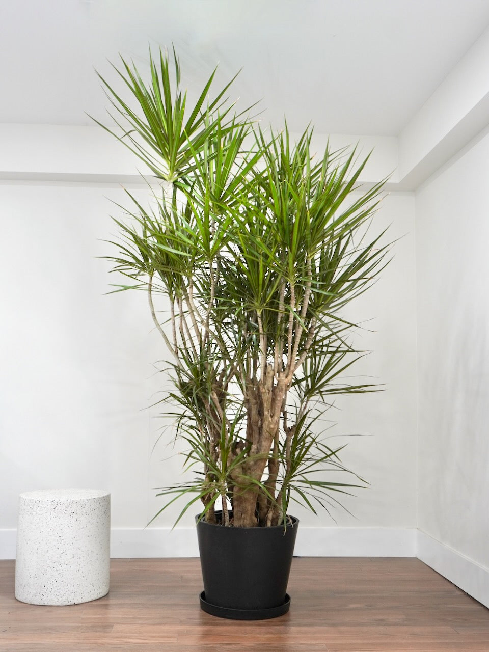 Puff the Dragon Tree 'Exotic', XXL