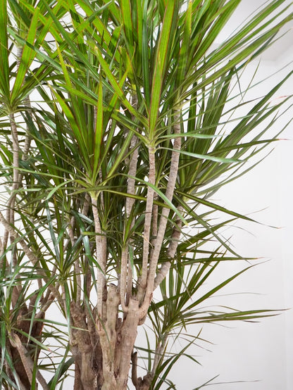 Puff the Dragon Tree 'Exotic', XXL