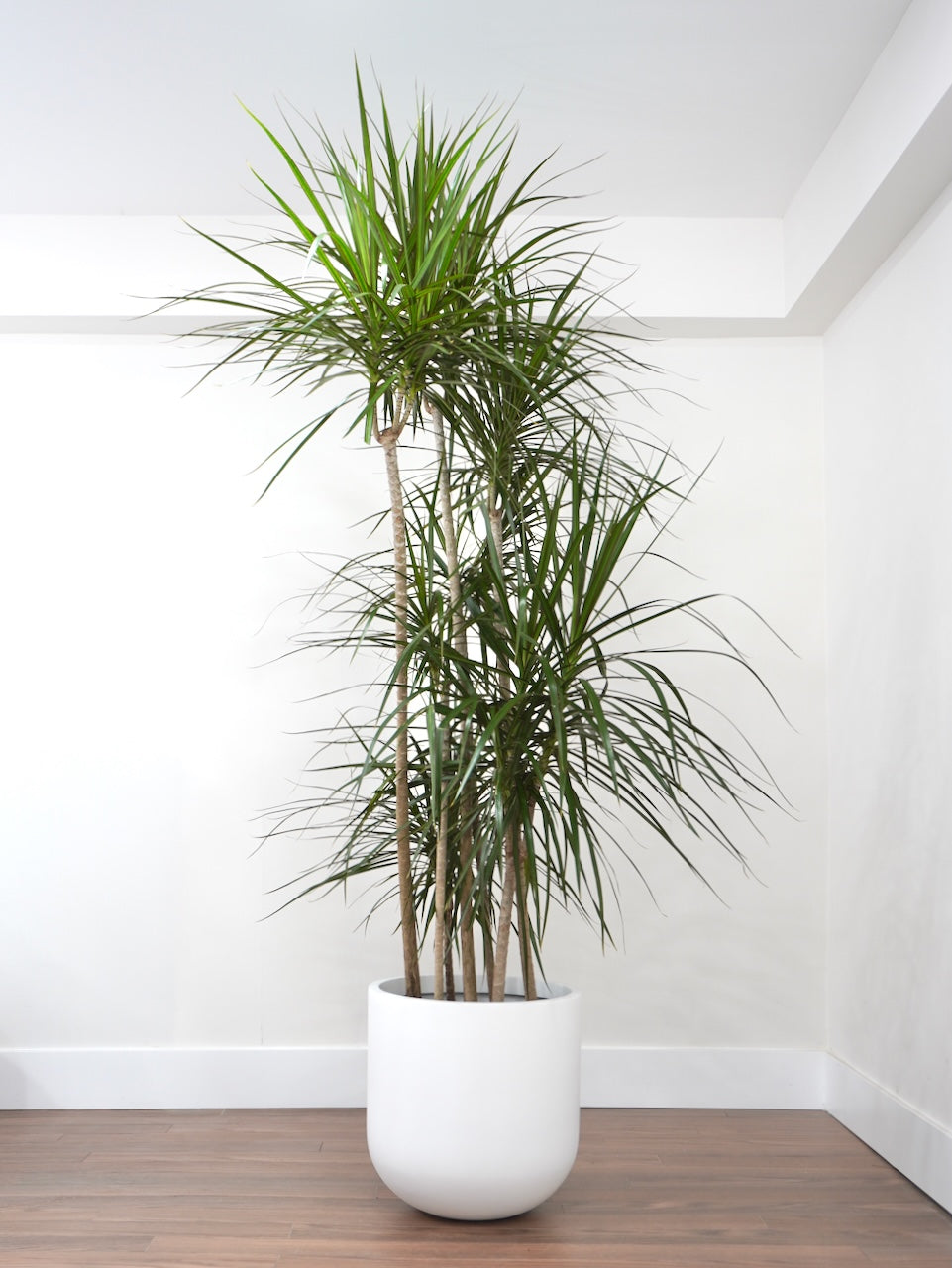 Puff the Dragon Tree, XXL