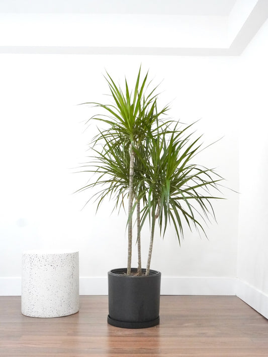 Puff the Dragon Tree, XL