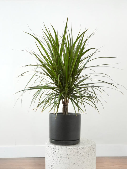 Puff the Dragon Tree, Large
