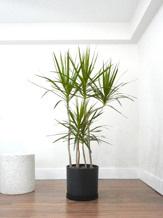 Puff the Dragon Tree, XL