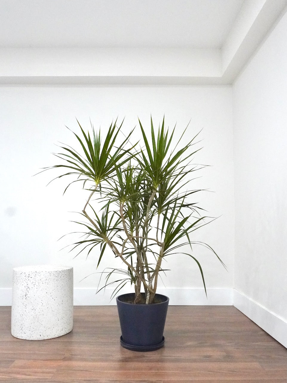 Puff the Dragon Tree 'Exotic', XL
