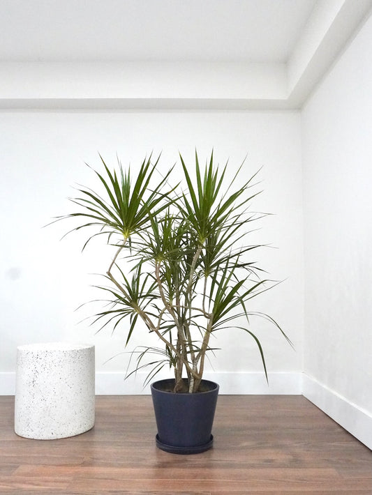 Puff the Dragon Tree 'Exotic', XL