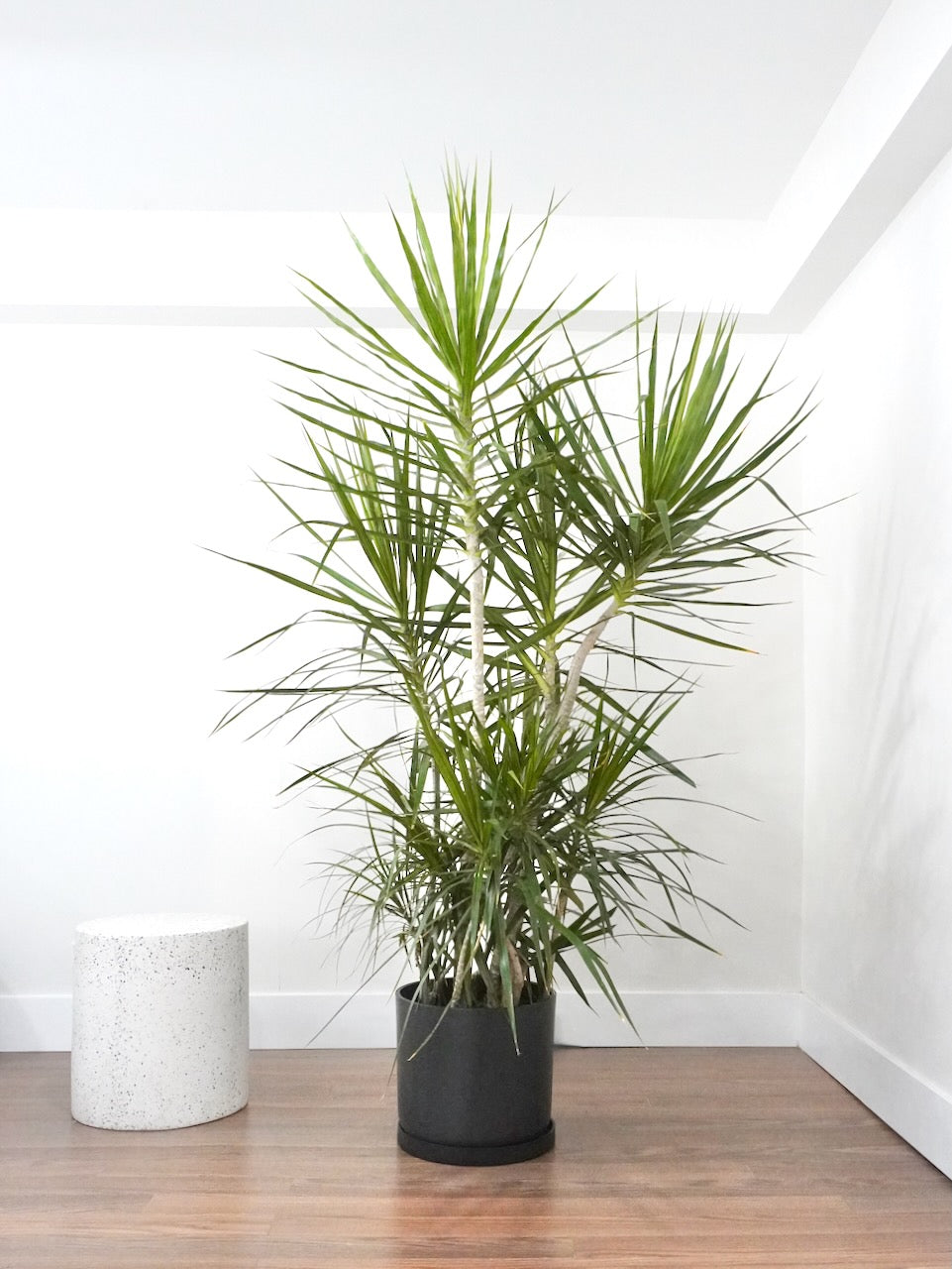 Puff the Dragon Tree 'Exotic', XL Tall