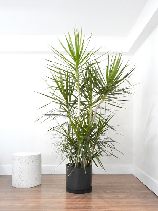 Puff the Dragon Tree 'Exotic', XL Tall