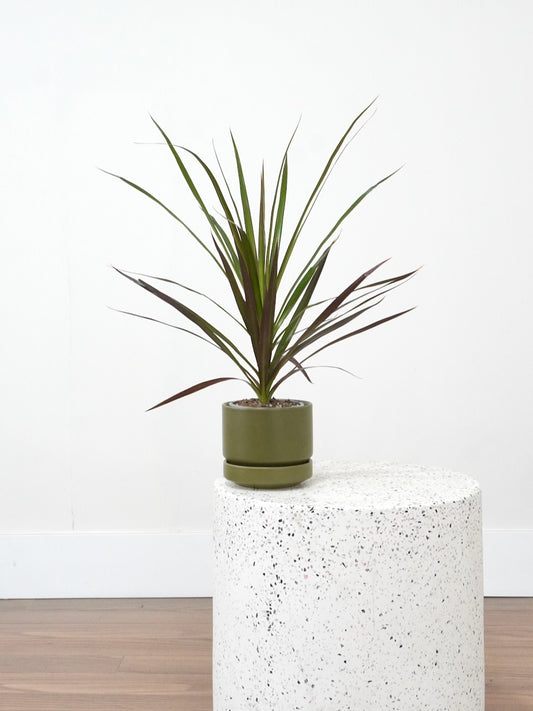 Puff the Dragon Tree, Small