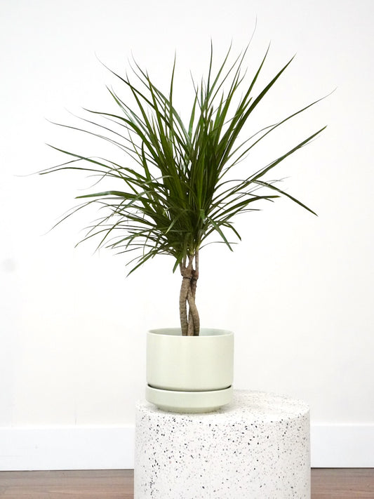 Puff the Dragon Tree, Medium