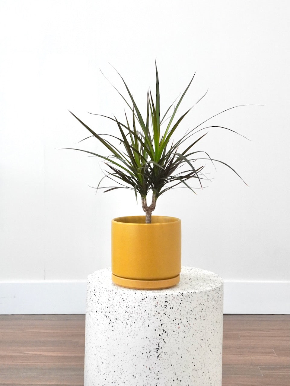 Puff the Dragon Tree, Medium