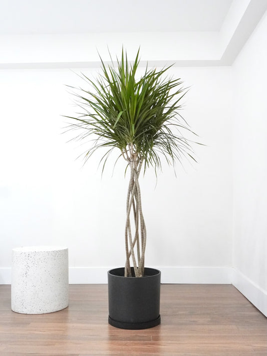 Puff the Dragon Tree 'Open Weave', XL Tall
