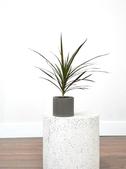 Puff the Dragon Tree, Small