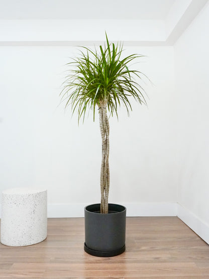 Puff the Dragon Tree 'Twist', XL