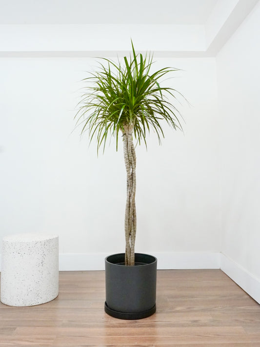 Puff the Dragon Tree 'Twist', XL