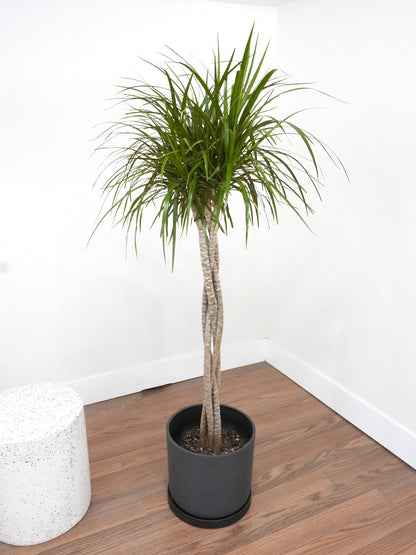 Puff the Dragon Tree 'Twist', XL