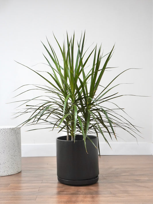 Puff the Dragon Tree, XL