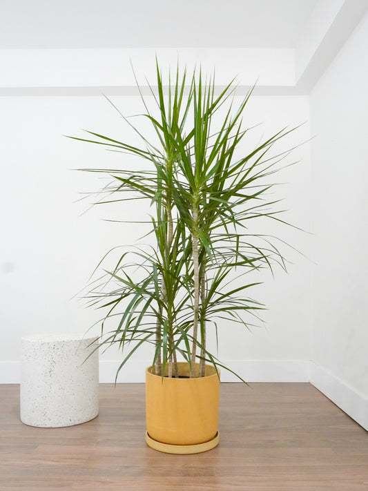 Puff the Dragon Tree, XL Tall