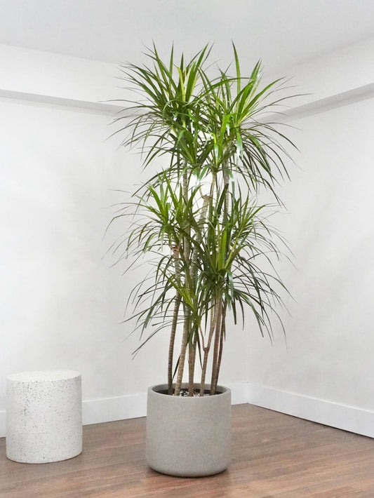 Puff the Dragon Tree, XXL