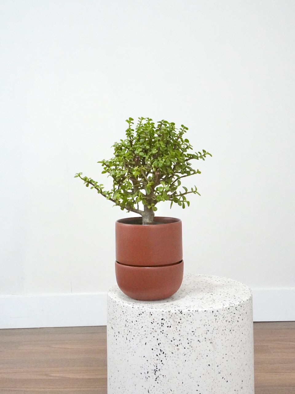Gimli the Dwarf Jade Plant, Medium