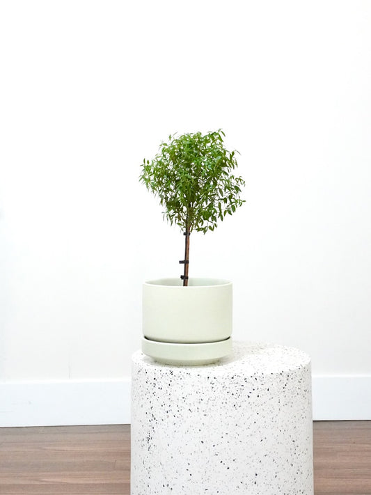 Bashful the Dwarf Myrtle Tree, Medium