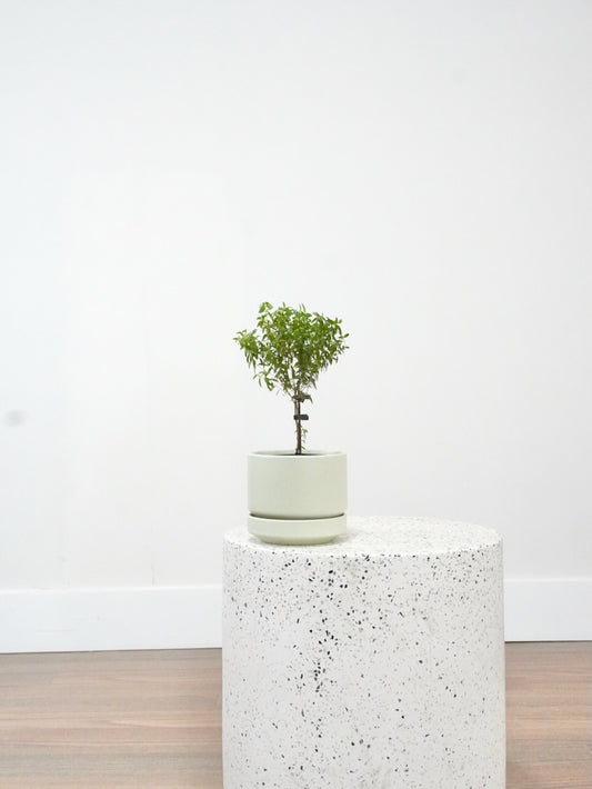 Bashful the Dwarf Myrtle Tree, Small