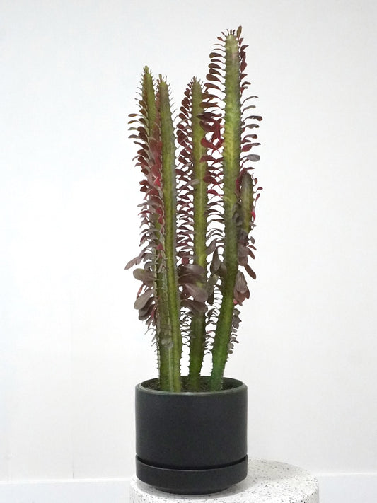 Waka the African Milk Cactus 'Rubra', Large
