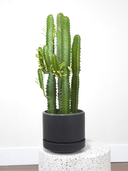 Waka the African Milk Cactus, Large
