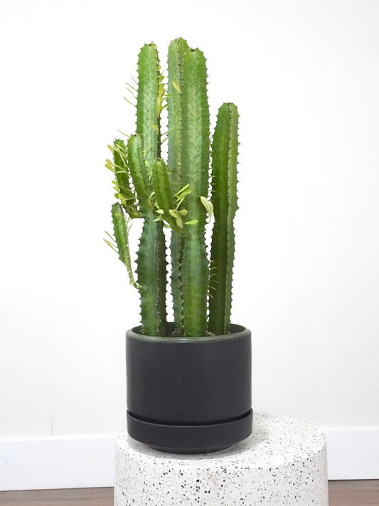 Waka the African Milk Cactus, Large